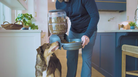 Timeless Style for Your Pet